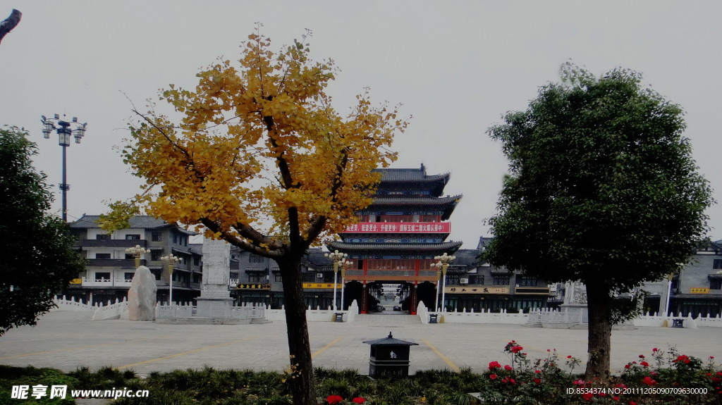 玉城的银杏