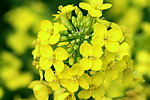 油菜