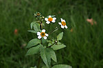 小花