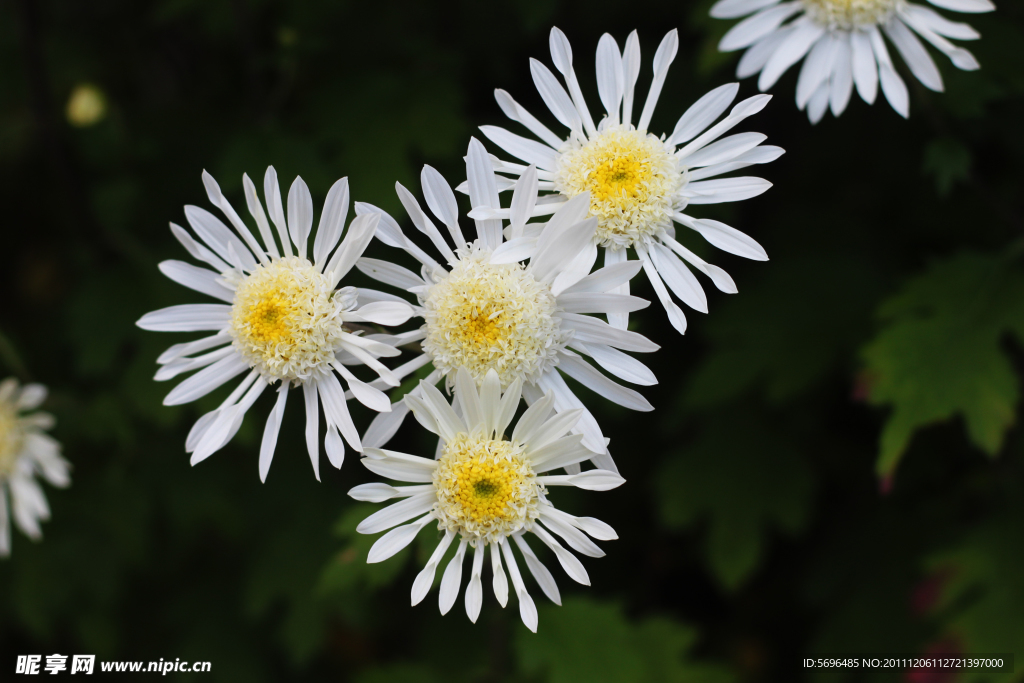 菊花