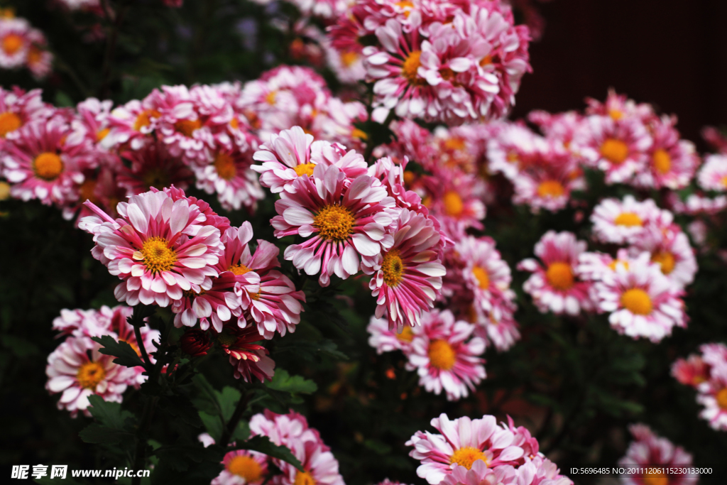 菊花