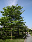 公园