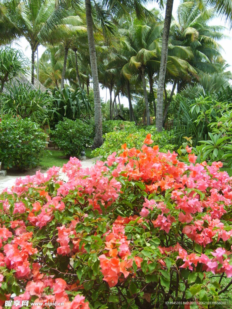 美丽鲜花