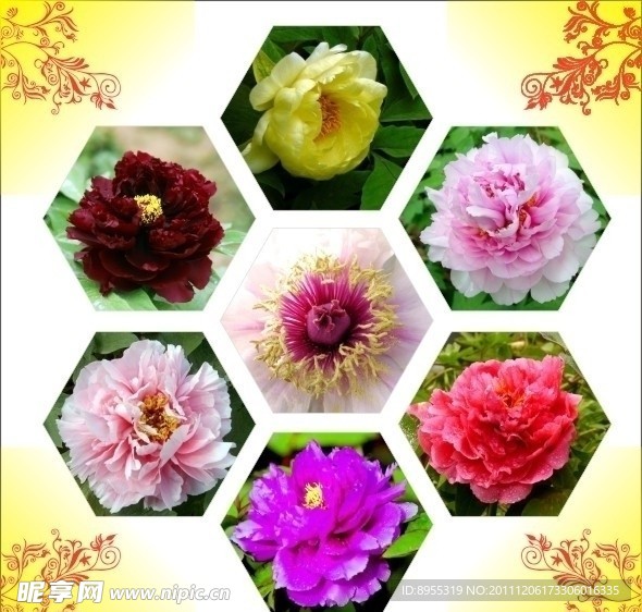 六色牡丹花矢量图