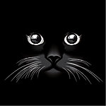 可爱的小猫
