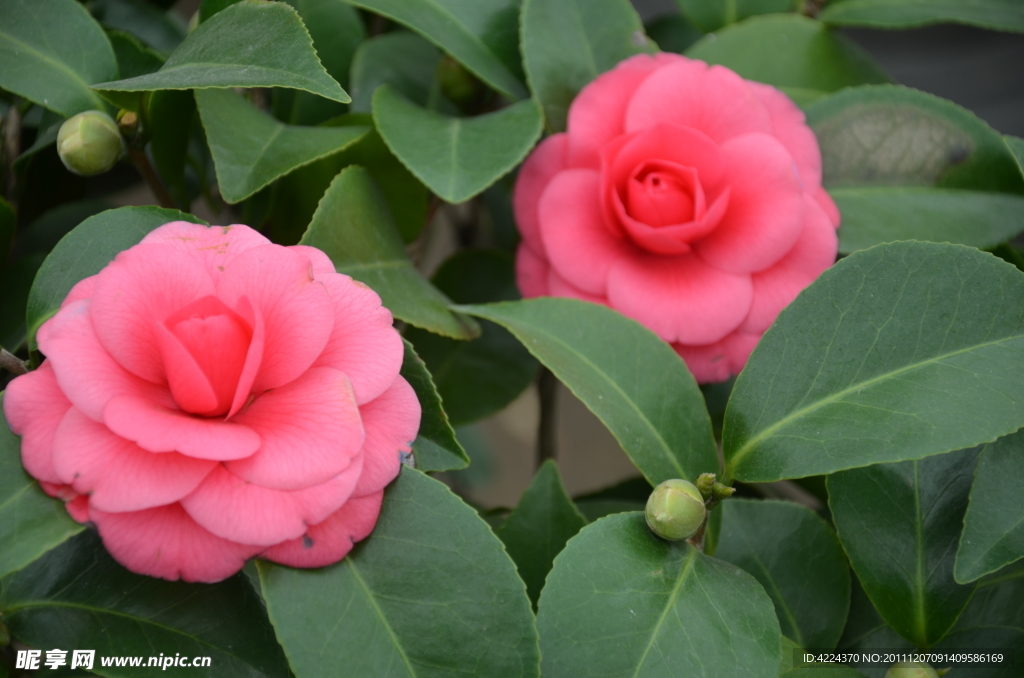 山茶花