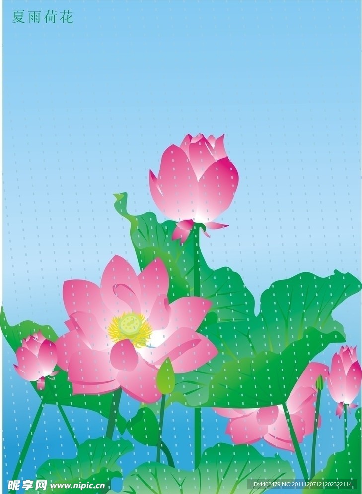 夏雨荷花