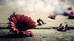 花纹