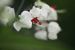 靓花