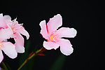粉红色花