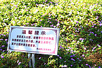 鲜花
