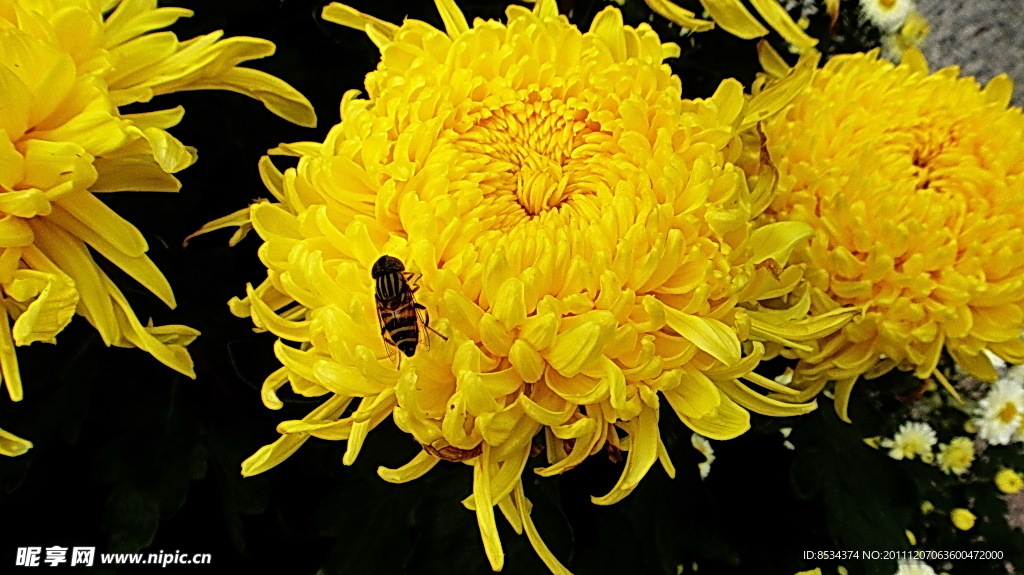 晚菊