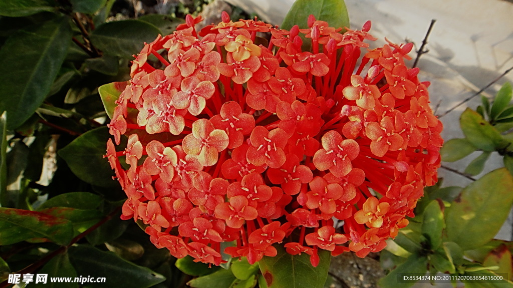 龙船花
