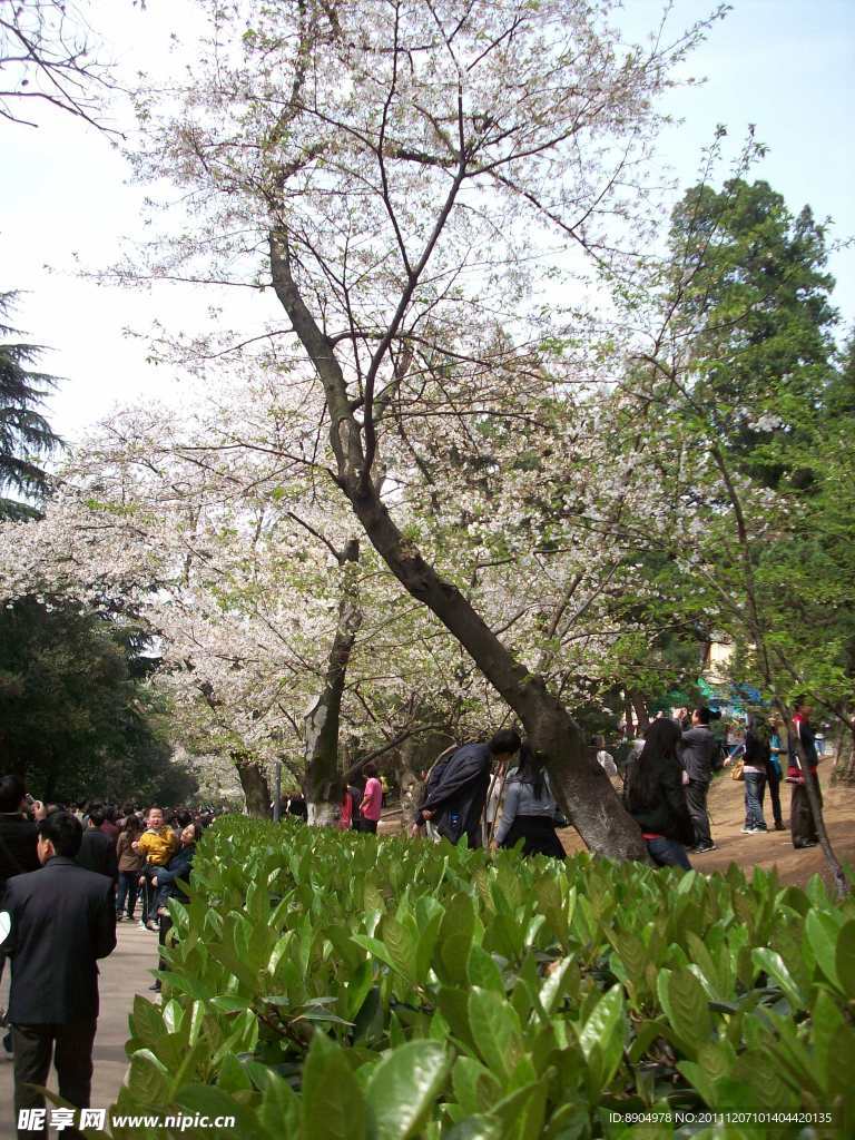 樱花