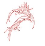 兰花