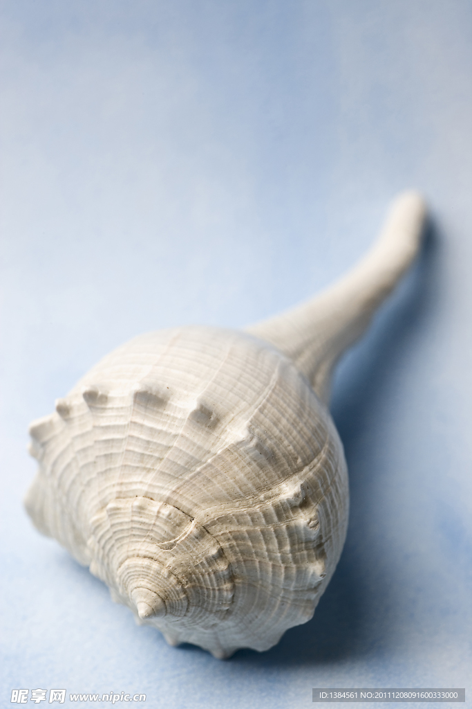 海洋生物