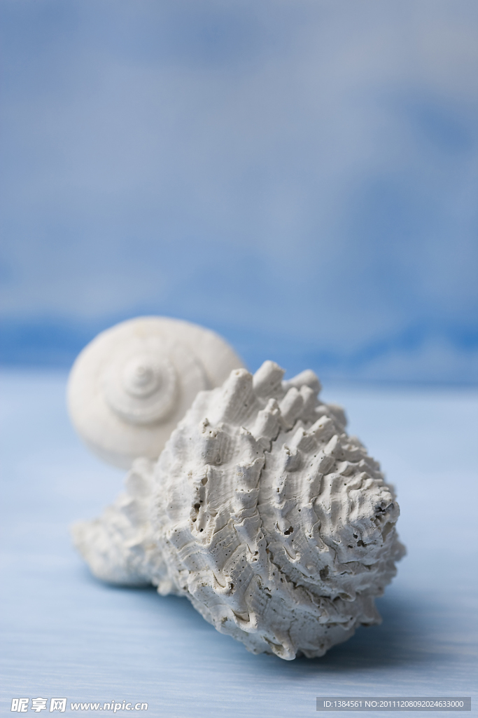 海洋生物
