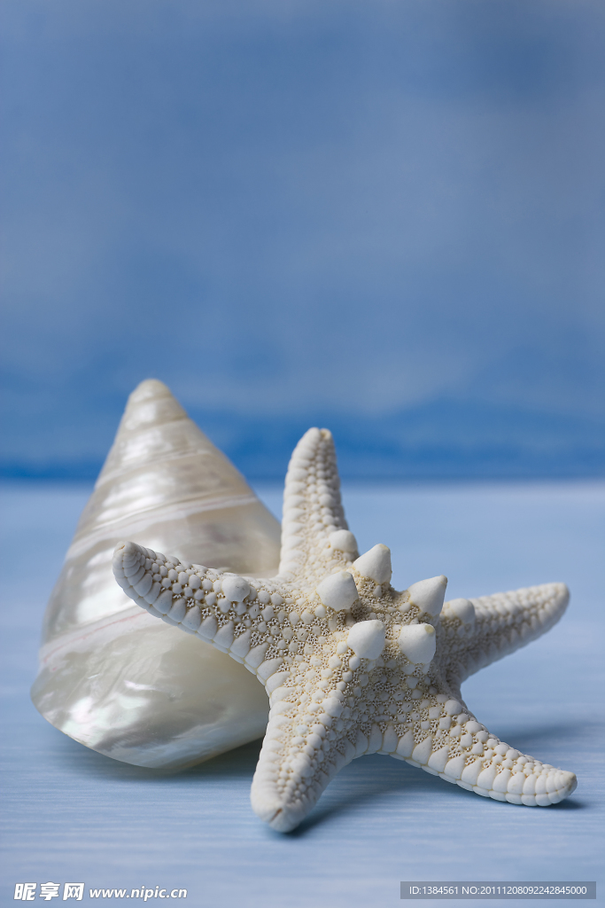 海洋生物