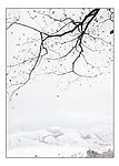 冬雪原野