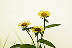 三朵野菊花
