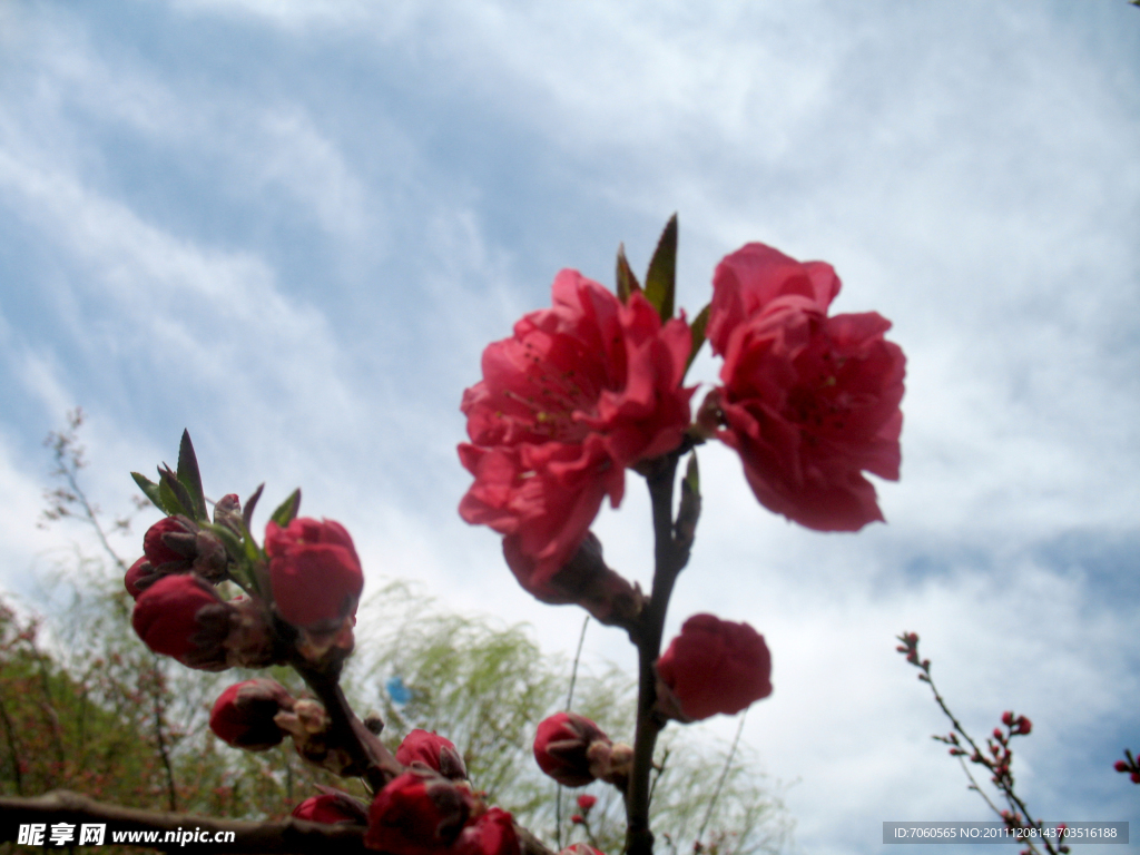 花在枝头(非高清)