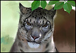大猫