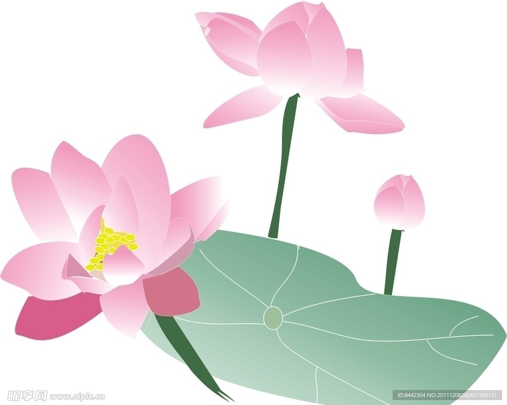 荷花