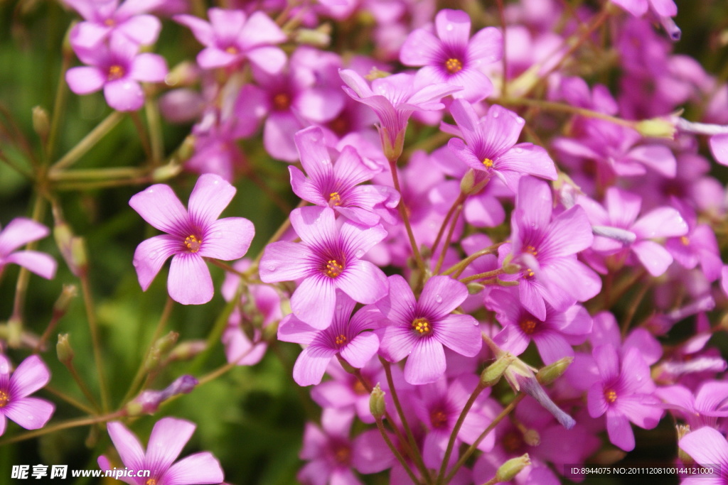 小粉花