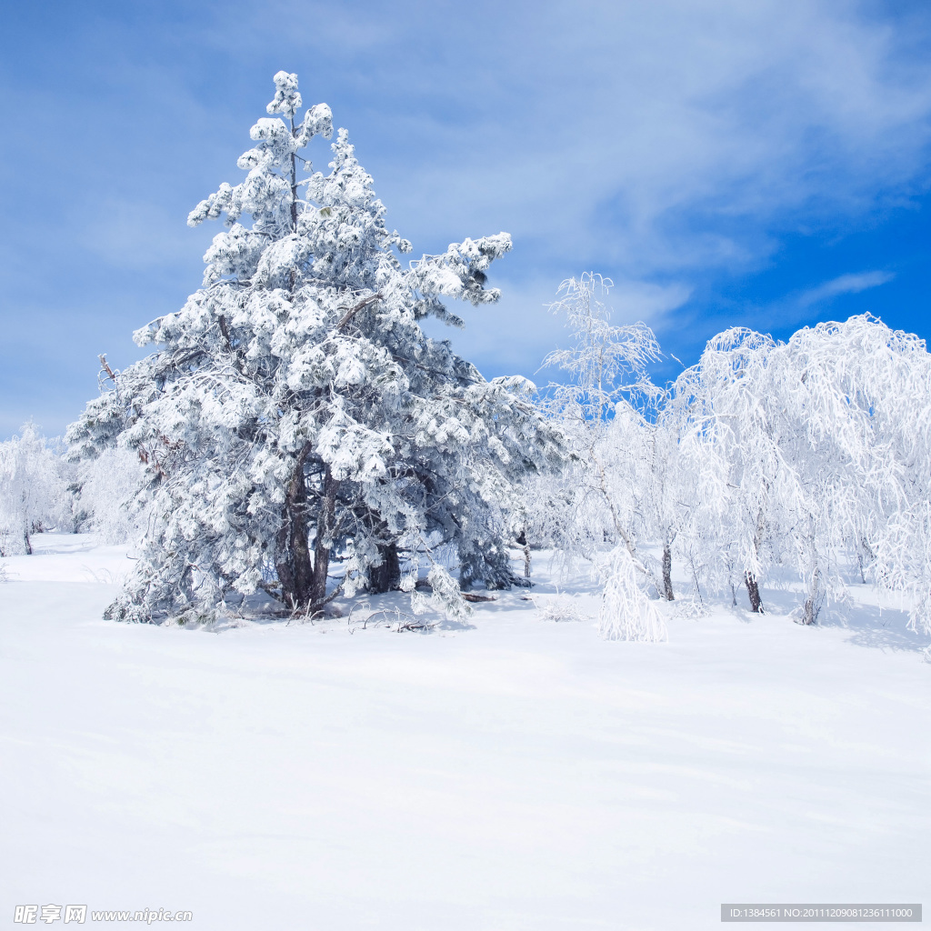 冬季雪景