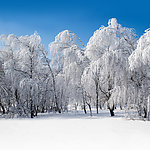 雾淞雪景