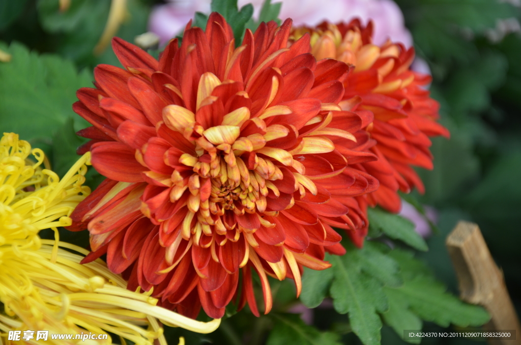 菊花