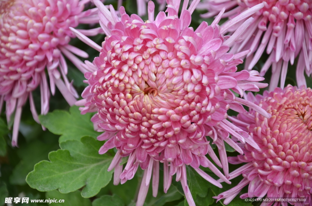 菊花