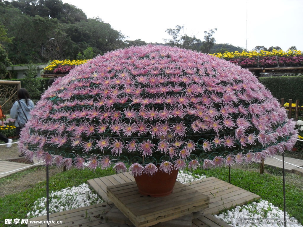 花卉