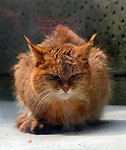 森林猫(非高清)
