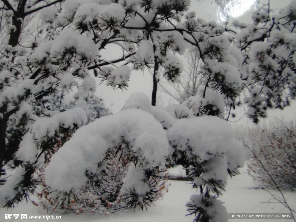 雪花