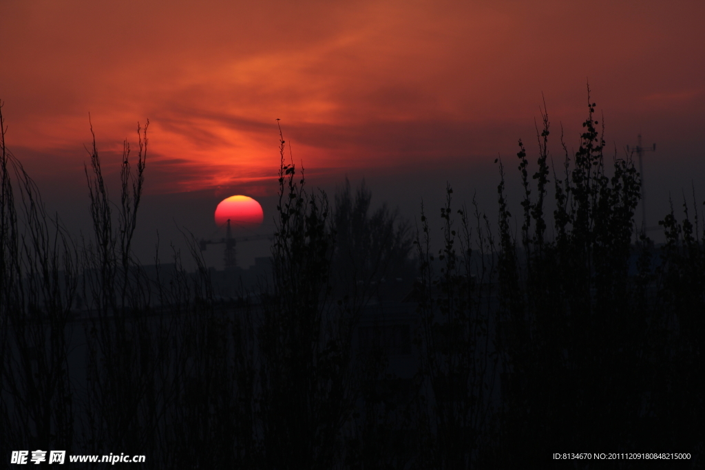 夕阳红