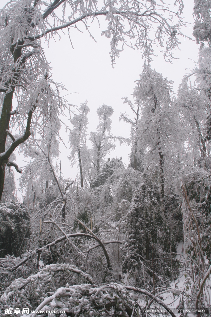 冰雪压青松