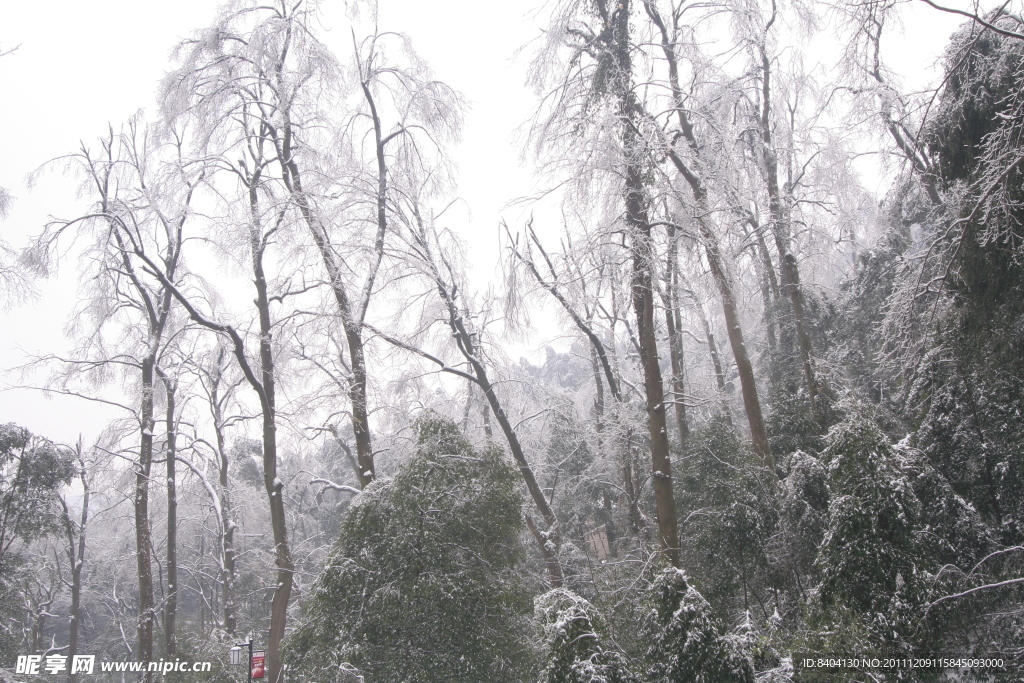 冰冻的枫树林