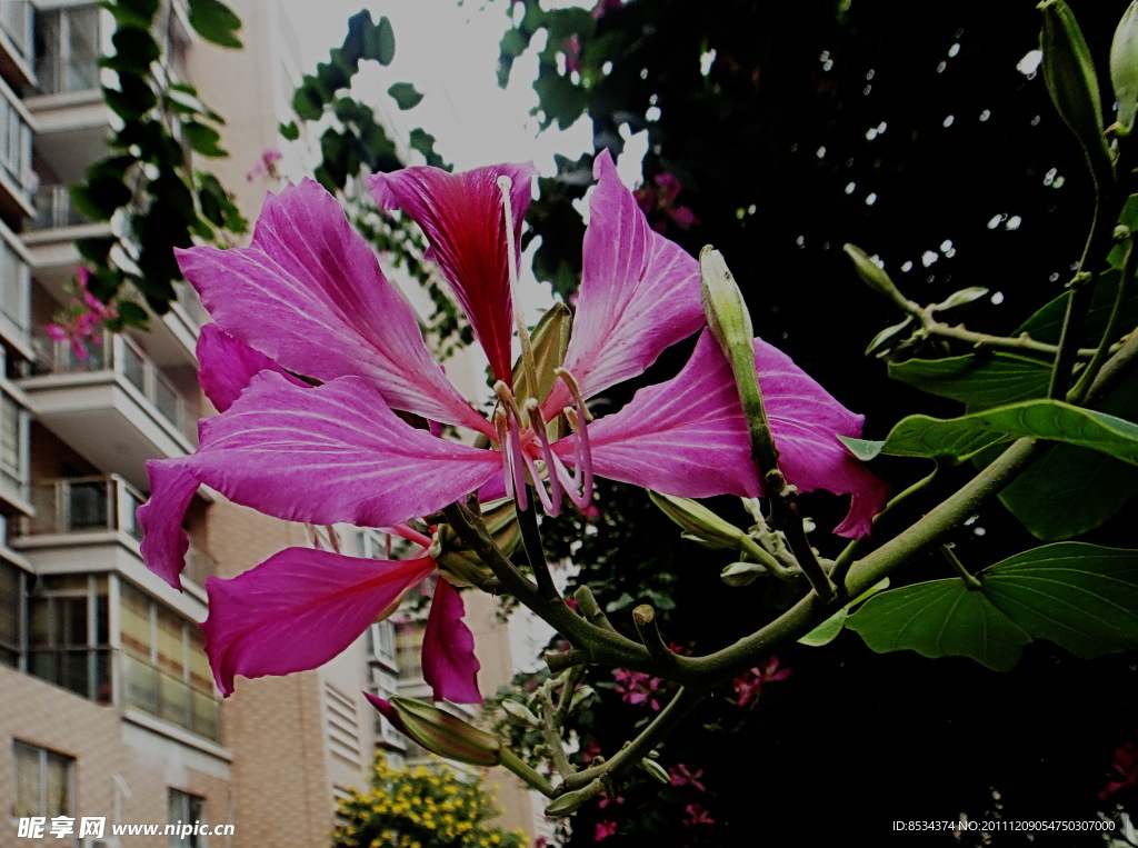 南方飞花