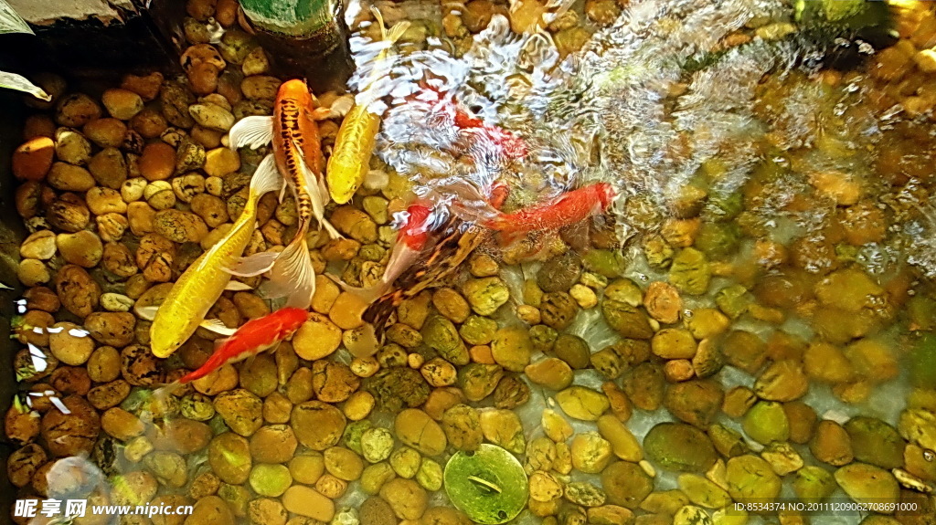 池养的金鱼