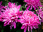 粉色菊花