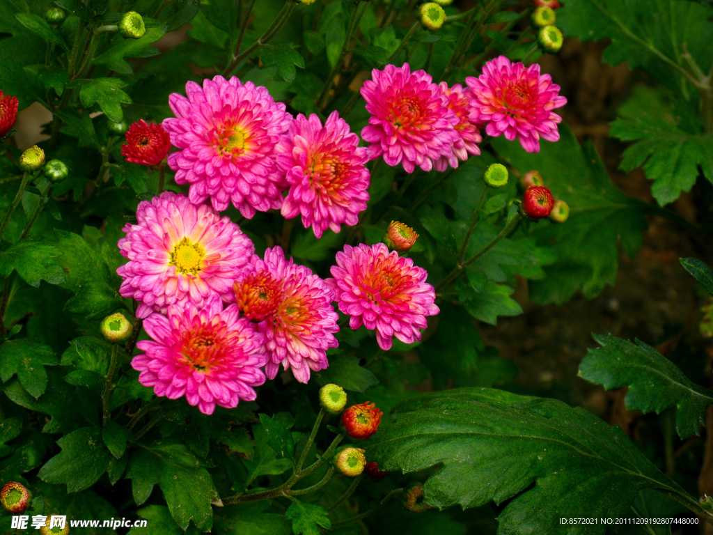 菊花
