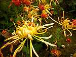 菊花