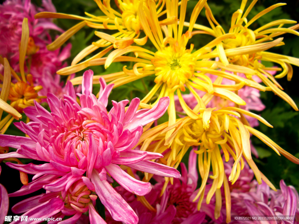 菊花