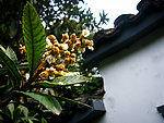 院中的花