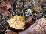 落叶小花