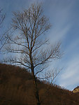 树枝