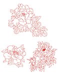 牡丹
