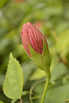 风中花蕾