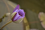 莲花
